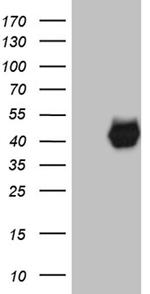 PON3 Antibody in Western Blot (WB)