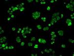 POR Antibody in Immunocytochemistry (ICC/IF)