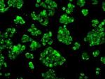 POR Antibody in Immunocytochemistry (ICC/IF)