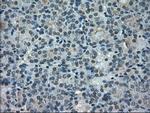 POR Antibody in Immunohistochemistry (Paraffin) (IHC (P))