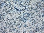 POR Antibody in Immunohistochemistry (Paraffin) (IHC (P))