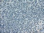 POR Antibody in Immunohistochemistry (Paraffin) (IHC (P))