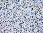 POR Antibody in Immunohistochemistry (Paraffin) (IHC (P))