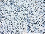 POR Antibody in Immunohistochemistry (Paraffin) (IHC (P))