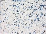 POR Antibody in Immunohistochemistry (Paraffin) (IHC (P))