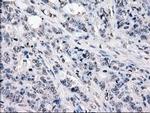 POR Antibody in Immunohistochemistry (Paraffin) (IHC (P))