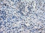 POR Antibody in Immunohistochemistry (Paraffin) (IHC (P))