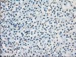 POR Antibody in Immunohistochemistry (Paraffin) (IHC (P))