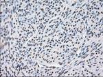 POR Antibody in Immunohistochemistry (Paraffin) (IHC (P))