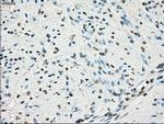 POR Antibody in Immunohistochemistry (Paraffin) (IHC (P))