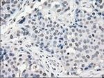 POR Antibody in Immunohistochemistry (Paraffin) (IHC (P))