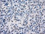 POR Antibody in Immunohistochemistry (Paraffin) (IHC (P))