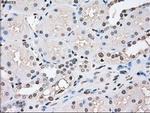 POR Antibody in Immunohistochemistry (Paraffin) (IHC (P))