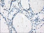 POR Antibody in Immunohistochemistry (Paraffin) (IHC (P))