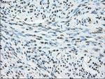 POR Antibody in Immunohistochemistry (Paraffin) (IHC (P))