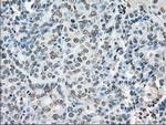 POR Antibody in Immunohistochemistry (Paraffin) (IHC (P))