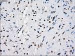 POR Antibody in Immunohistochemistry (Paraffin) (IHC (P))