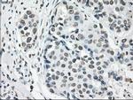 POR Antibody in Immunohistochemistry (Paraffin) (IHC (P))