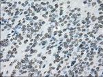 POR Antibody in Immunohistochemistry (Paraffin) (IHC (P))