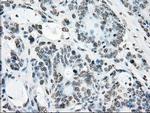 POR Antibody in Immunohistochemistry (Paraffin) (IHC (P))