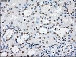 POR Antibody in Immunohistochemistry (Paraffin) (IHC (P))