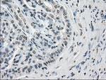 POR Antibody in Immunohistochemistry (Paraffin) (IHC (P))