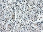 POR Antibody in Immunohistochemistry (Paraffin) (IHC (P))