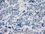 POR Antibody in Immunohistochemistry (Paraffin) (IHC (P))