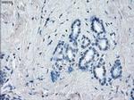 POR Antibody in Immunohistochemistry (Paraffin) (IHC (P))