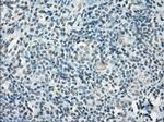 POR Antibody in Immunohistochemistry (Paraffin) (IHC (P))