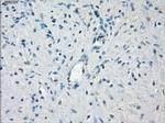 POR Antibody in Immunohistochemistry (Paraffin) (IHC (P))