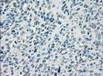 POR Antibody in Immunohistochemistry (Paraffin) (IHC (P))