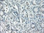 POR Antibody in Immunohistochemistry (Paraffin) (IHC (P))