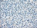 POR Antibody in Immunohistochemistry (Paraffin) (IHC (P))