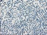 POR Antibody in Immunohistochemistry (Paraffin) (IHC (P))