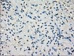 POR Antibody in Immunohistochemistry (Paraffin) (IHC (P))