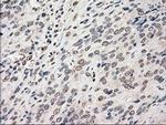 POR Antibody in Immunohistochemistry (Paraffin) (IHC (P))