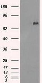 POR Antibody in Western Blot (WB)