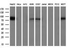 POR Antibody in Western Blot (WB)