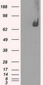 POR Antibody in Western Blot (WB)