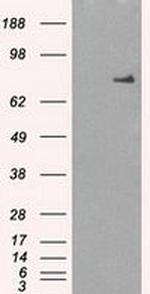 POR Antibody in Western Blot (WB)