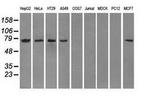 POR Antibody in Western Blot (WB)