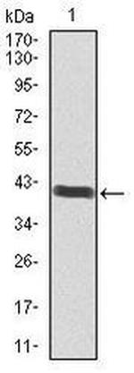 POU3F2 Antibody in Western Blot (WB)