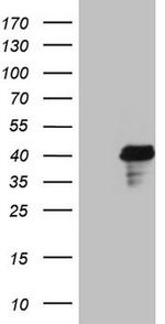 POU4F3 Antibody in Western Blot (WB)