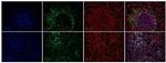 IL-6 Antibody in Immunohistochemistry (Frozen) (IHC (F))