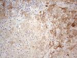 PPA2 Antibody in Immunohistochemistry (Paraffin) (IHC (P))