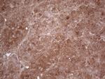 PPA2 Antibody in Immunohistochemistry (Paraffin) (IHC (P))