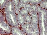 PPAP2A Antibody in Immunohistochemistry (Paraffin) (IHC (P))