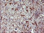 PPAP2A Antibody in Immunohistochemistry (Paraffin) (IHC (P))