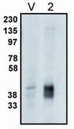 PPAP2C Antibody in Western Blot (WB)